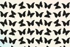 Reto visual: ¿podés encontrar la mariposa diferente al resto en menos de 30 segundos?