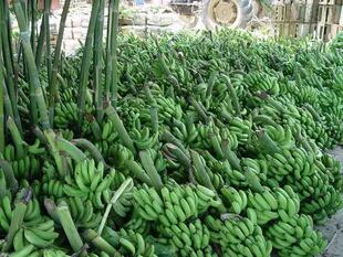 Banana formoseña, hoy en crisis