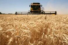 Mercosur. Riesgos para el trigo local frente a la posible reducción de aranceles