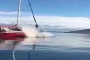 Identificaron al velero que embistió a una ballena en el Canal Beagle