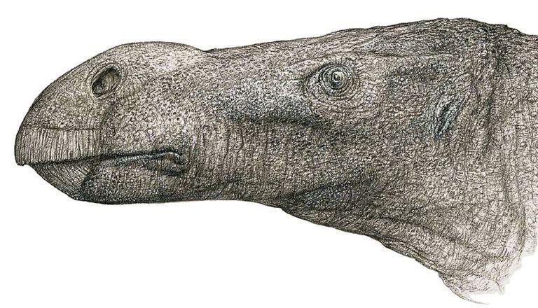 Los científicos encontraron varios rasgos únicos que lo distinguían de cualquiera de estos otros dinosaurios
