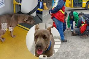 Una perrita lastimada subió al tren para pedir ayuda y emocionó a todos