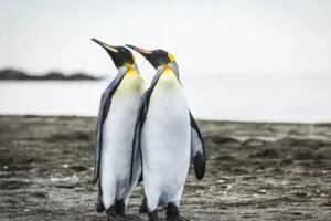 Pingüinos: el extraño descubrimiento que dejó atónito a un grupo de científicos