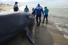 Costa Esmeralda: Fallido intento para rescatar una ballena varada en la playa