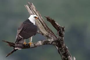 El águila viuda es una de las cinco especies de águilas crestadas que habitan en Misiones, junto a la harpía, la monera, la crestuda real y la crestuda negra