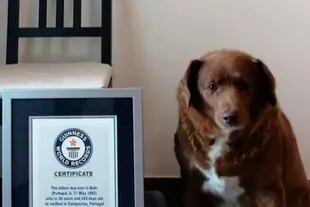Bobi, un perro de Portugal de 30 años, recibió la distinción del Récord Guinness