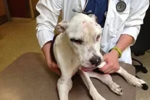 Maltrató durante una década a su perro, que fue rescatado en pésimo estado de salud: la inusual condena que recibió