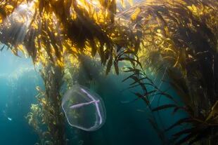Bosque gigante de algas marinas en Isla de los Estados en un raro día soleado
