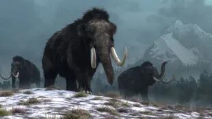 Los mamuts se extinguieron hace 4000 años, pero gracias a sus secuencias de ADN fue posible recrear su carne