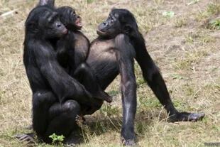 En los bonobos, el sexo cumple funciones que van mucho más allá de la reproducción