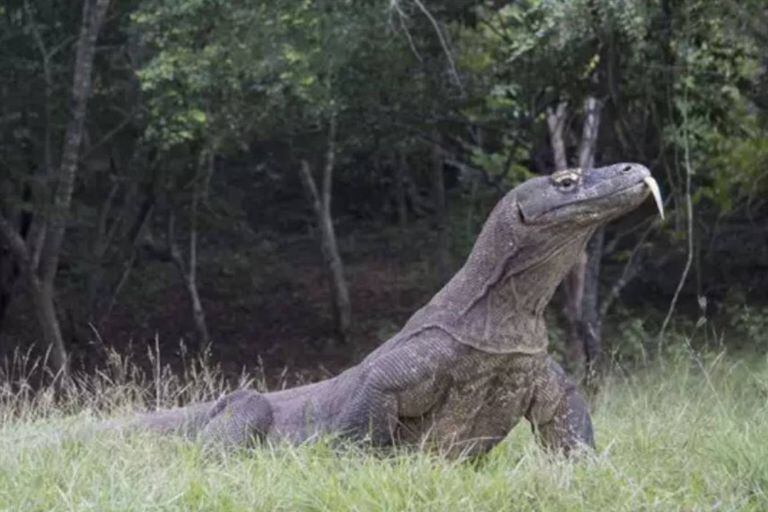Antes de extinguirse, el dragón de Komodo dejó mestizos en Australia