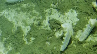 Imagen de las holutorias, una especie de pepino marino que se ha hallado en otras fosas.