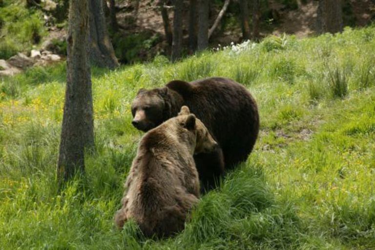 Las autoridades hacen un llamado a cuidar a los osos de esta raza