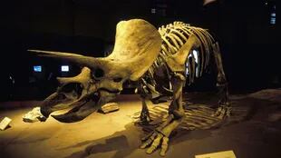 La enorme cresta del triceratops ha desconcertado a los científicos. ¿Para qué servía exactamente?