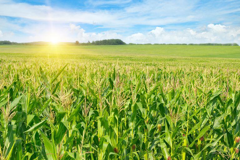 Además de su uso como alimento y fibra, el maíz provee energía