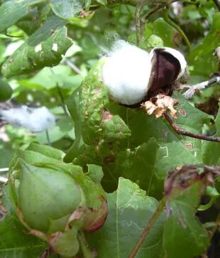 Gossypium hirsutum, una de las variedades de algodón con las que las comunidades indígenas vienen trabajando hace miles de años.