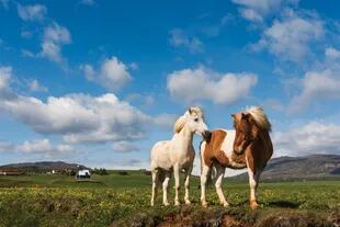 Los caballos islandeses, marca registrada de ese país.
