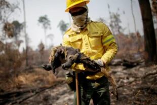 Cleio Junior, miembro del cuerpo de bomberos del Instituto Brasileño de Medio Ambiente y Recursos Naturales Renovables (IBAMA) sostiene un oso hormiguero muerto mientras intenta controlar los puntos calientes en una zona de la selva amazónica cerca de Apui, estado de Amazonas, Brasil, el 11 de agosto de 2020.