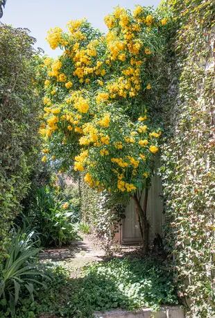 Los lapachillos (Tecoma stans) en plena floración a fin del verano iluminan los patios internos y laterales