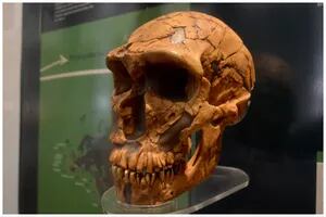 Descubren que los latinoamericanos tienen una importante contribución genética de los neandertales