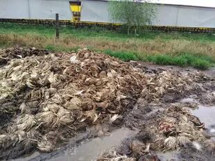 En Pinzón, a unos 10 kilómetros de la ciudad bonaerense de Pergamino,  2000 gallinas se murieron por la ola de calor y un corte de luz que duró más de cinco horas