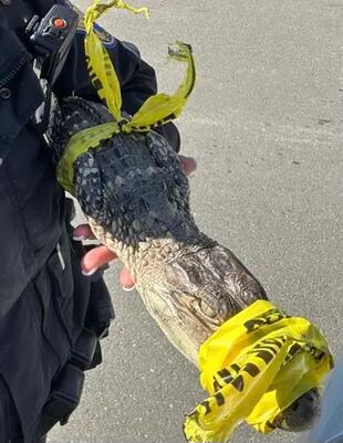 El caimán fue atrapado por los policías y atado de las patas y el hocico
