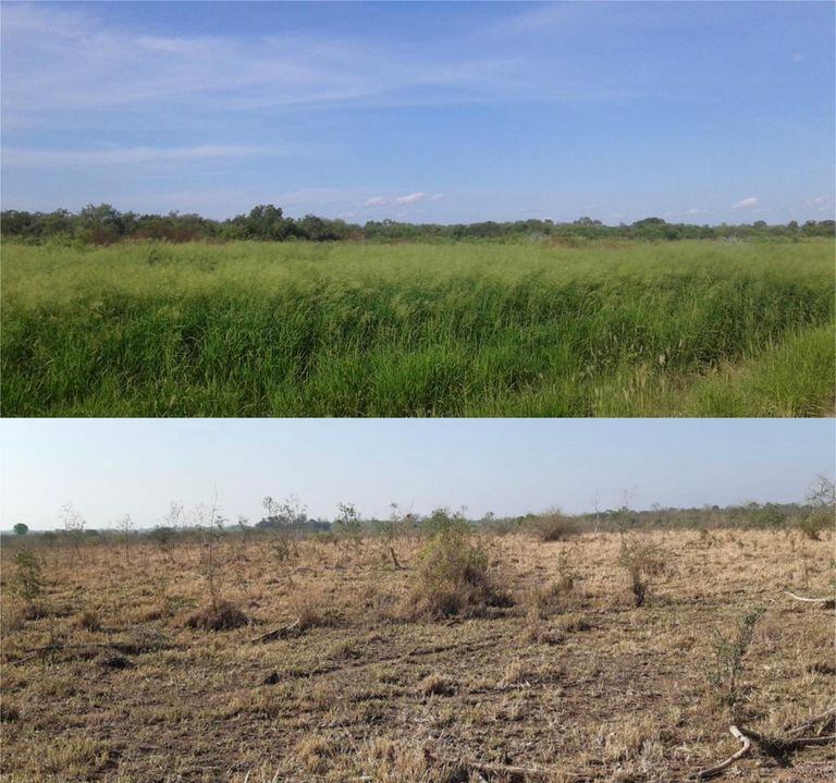 The state of an Ibarreta field in 2019 compared to the current state. 