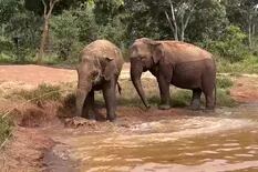 Sorpresa por la causa de la muerte de Pocha, la elefanta que, tras 40 años de encierro, fue liberada en un santuario