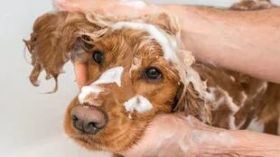 El baño en los cachorros no debe realizarse antes de los tres meses