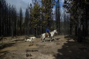 Los caballos de Juan Quisle huyeron despavoridos por el incendio; el poblador rural los buscó intensamente a través del bosque quemado cuando lograron controlar el fuego en la zona de Cuesta del Ternero