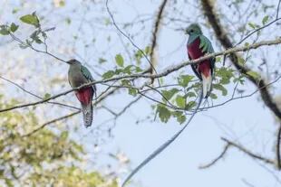 El quetzal es el ave nacional de Guatemala