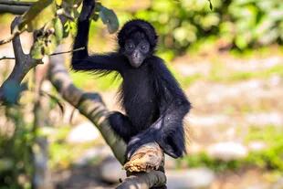 Un mono araña joven en el Parque Nacional del Manu, en la selva amazónica de Perú
