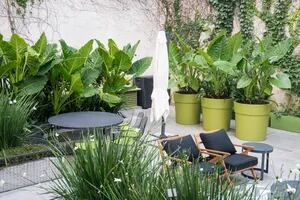 5 plantas fáciles para dar un estilo tropical a tu patio