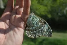 Dónde ver a la mariposa albiceleste de vuelo cautivante que busca convertirse en emblema nacional
