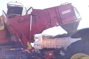 En Balcarce, cosecha de papa directo al camión que llevará a las distintas ciudades del país