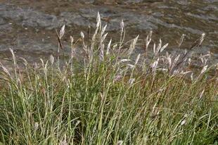 Cortaderia egmontiana (cortadera enana). Su hábitat se encuentra en el Mallín de alta montaña. Es una planta perenne cespitosa, de hojas densas y cortantes. Posee sedosas panojas violáceas, de 60 cm de altura. Florece en el verano.