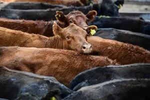 Cepo a la carne: ningún gobierno debería prohibir una actividad lícita