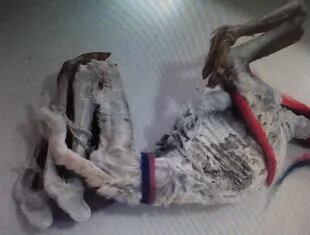 Una llama embalsamada se encontró en un bolso en Ezeiza