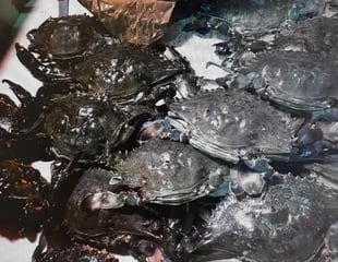Cangrejos vivos fueron encontrados en una valija de un pasajero extranjero