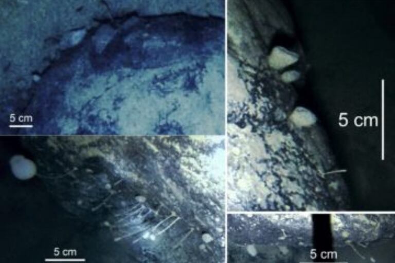 Las imágenes muestran las esponjas y animales que se muestran viviendo debajo de la plataforma de hielo Filchner-Ronne