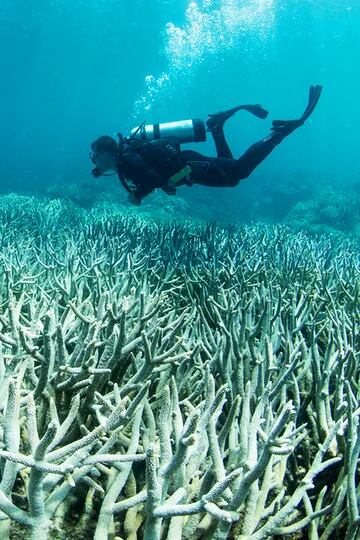 Cuando el agua del océano se calienta en exceso comienza un proceso de blanqueamiento que puede llevar a la muerte a los corales