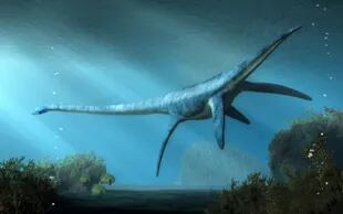 Nahuelito fue comparado con el extinto dinosaurio, el plesiosaurio