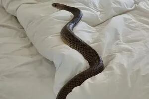 Encontró una serpiente venenosa de dos metros en su cama y tuvo una inesperada reacción