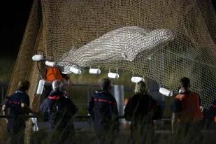 Trágico final para la beluga perdida en el río Sena: la sacrificaron en el operativo de rescate