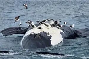 Aparecieron seis ballenas muertas en las costas de Puerto Pirámides