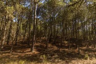 Un nuevo proyecto de barrio cerrado: Bosques en Pinamar Norte.