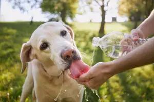 Deshidratación en mascotas: cómo evitarla y cuáles son los síntomas