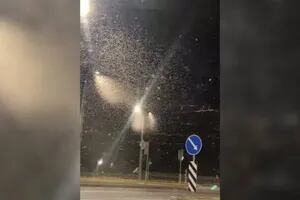 La impactante nube de moscas que sorprendió a una ciudad