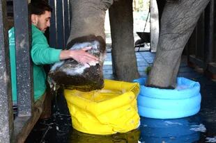 La elefanta Pelusa lucha por su vida en el zoo de La Plata