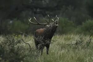 El cortejo de los ciervos colorados, un espectáculo único que se puede ver en una reserva natural